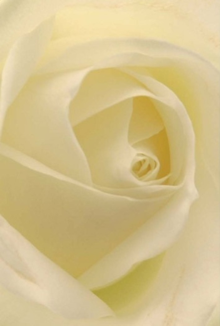Seen up close, this classic white rose embodies the tranquility and refined elegance often celebrated by Chiswick's flower lovers. The bloom glows softly, its creamy white petals swirling inward in perfect, serene layers that catch the filtered daylight cascading in from a window overlooking Bedford Park. The interplay of shadow and subtle gradients creates a sense of depth, each petal revealing nature's careful handiwork and echoing the calm sophistication found in Chiswick's beloved gardens. As a florist intimately connected with this community, I recognise in this rose the perfect gesture for sensitive occasions-a statement of purity offered at local weddings, a token of forgiveness, or an elegant arrangement gracing a dinner table along Devonshire Road. The flawless spiral at the centre suggests resilience and innocence, while the outer petals, almost pearlescent, underscore the fragility and beauty of meaningful connection. Its scent is elusive yet pure, leaving an impression of peace and belonging. This is the kind of floral artistry cherished by Chiswick families-a harmonious blend of simplicity and depth, available for thoughtful delivery throughout the neighbourhood.
